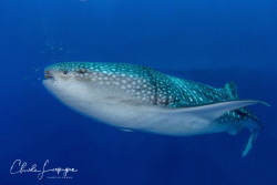 whale-shark by Claude Lespagne 